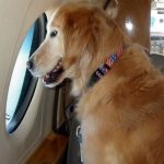 Korean Air có cho phép mang thú cưng lên máy bay không?