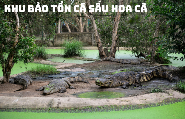 Tour Cần Giờ 1 Ngày từ TP.HCM: Khám Phá Rừng Sác và Đảo Khỉ – Trải Nghiệm Độc Đáo Gần Sài Gòn