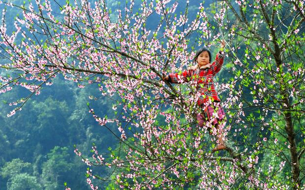 Mùa hoa Việt Nam: Mùa hoa tuyệt đẹp của Việt Nam đã đến. Từ rực rỡ hoa phượng đỏ đến tinh khôi hoa lily trắng, tất cả đều tạo nên một cảnh sắc bình dị màu sắc và hấp dẫn. Dựng cho mình những bức hình đẹp, tìm hiểu về văn hóa địa phương, và tận hưởng vẻ đẹp tuyệt vời của mùa hoa Việt Nam thông qua hình ảnh.