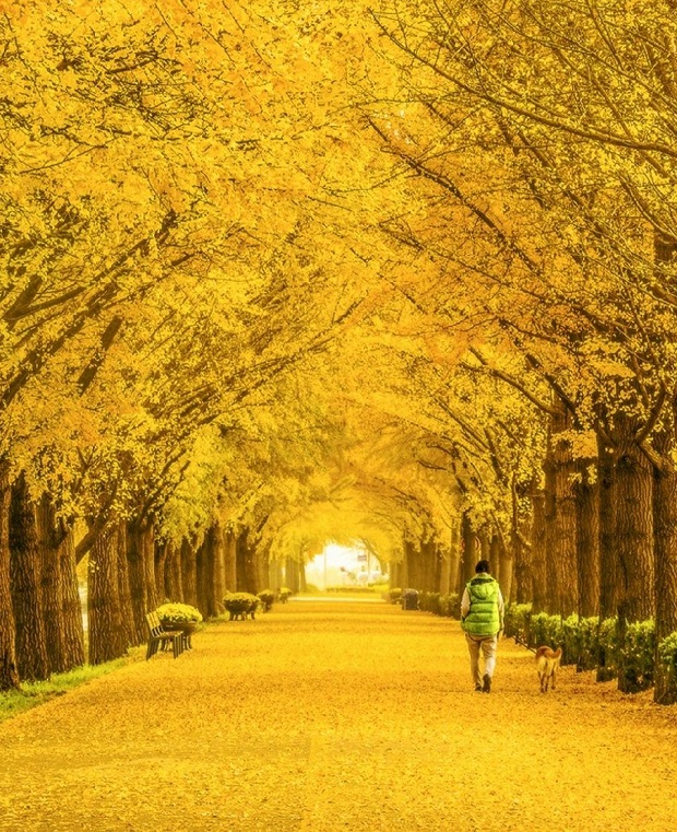 Du lịch Hàn Quốc mùa thu - Cảnh đẹp mùa lá vàng đẹp đến “nao lòng”