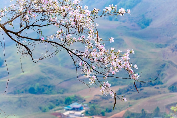 Hoa ban trắng Mộc Châu: Đỉnh Mộc Châu huyền thoại với cây cối xanh mướt, hoa trái đua nhau nở, đặc biệt là hoa ban trắng tinh khôi, đang chờ đợi để khám phá. Hãy để mình bị cuốn vào khung cảnh yên bình, tràn đầy sự lãng mạn và thư thái.