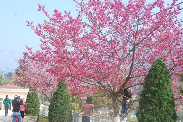 UPDATE] Săn mùa hoa anh đào Sapa rực rỡ dịp cuối năm