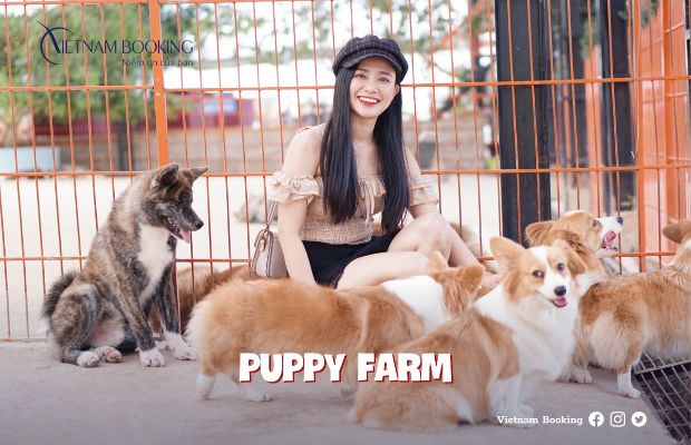 Tour Tết Nha Trang Đà Lạt 5N4Đ - chú cún tại Puppy Farm
