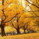 Con đường Namiki Nhật Bản – Nơi mùa thu bắt đầu