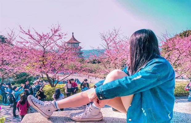 Top 5 địa điểm ngắm hoa anh đào đẹp ở Đài Loan mà bạn nên đến